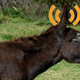 Image for article titled Get Your Ass Some Wi-Fi